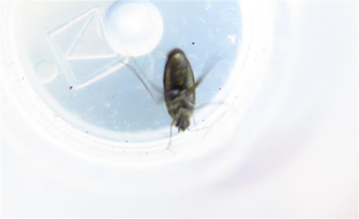 Miridae: Lepidargyrus ancorifer